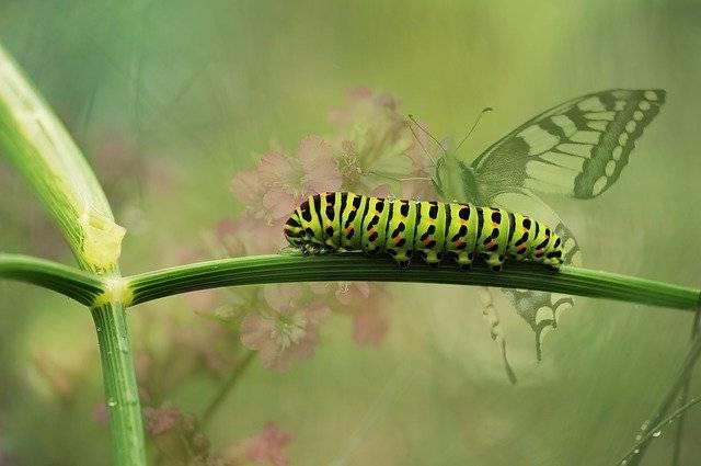 caterpillar to butterfly